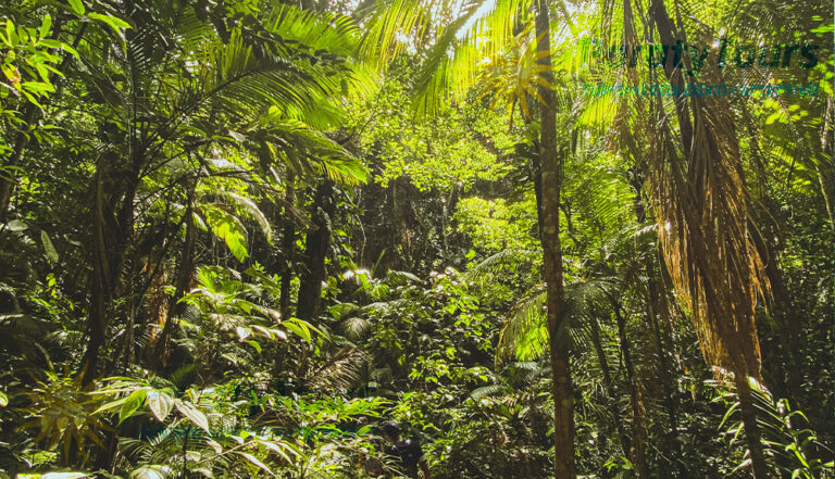 Trekking Cachoeira do Saco Bravo