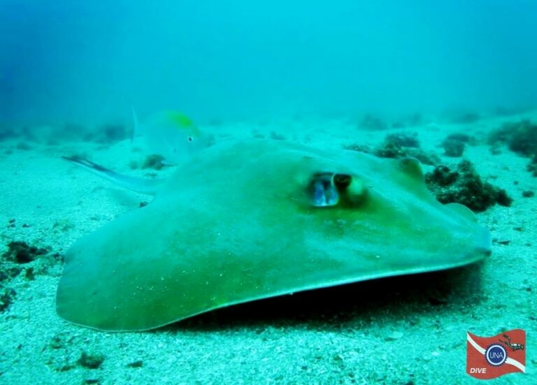 Mergulho