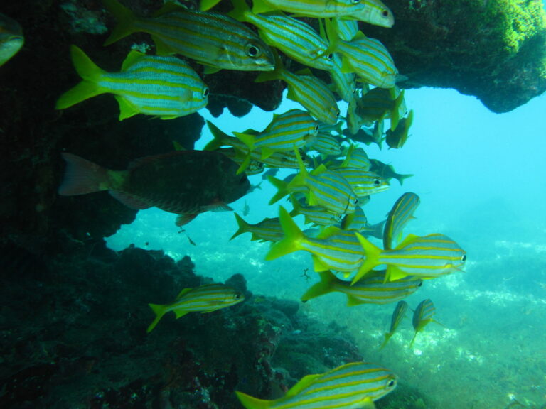 Mergulho