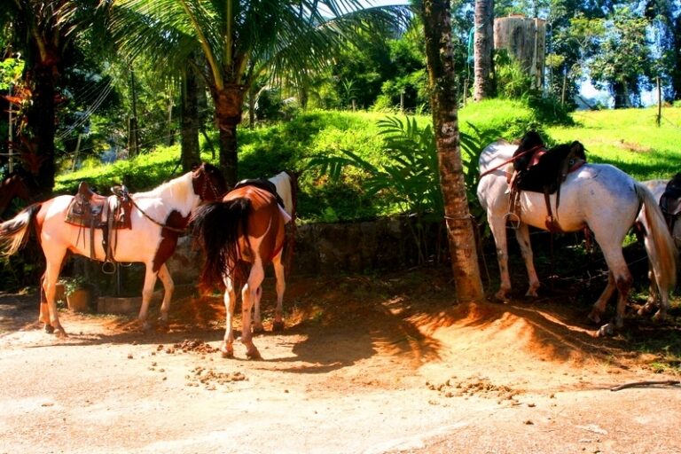 Cavalgada