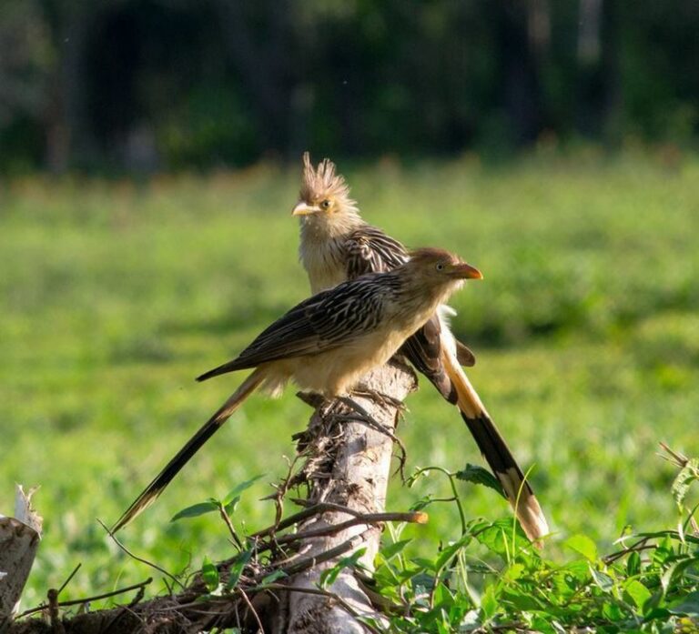Bird Watching