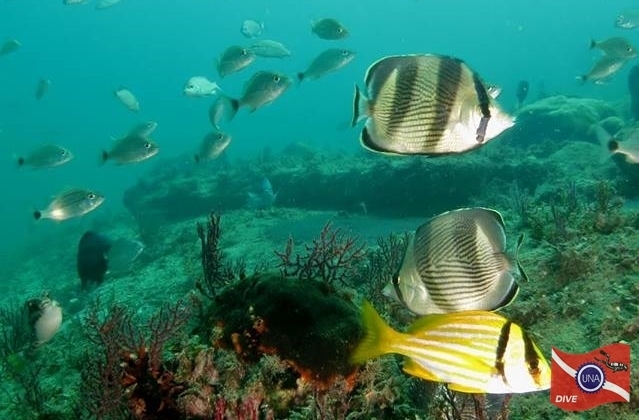 Mergulho
